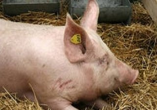 В Амурской области выявлен ящур, в Смоленской — АЧС
