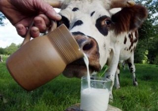 Цены на сырое молоко выросли на 4% - эксперт