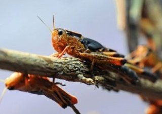 Засушливая погода вызвала в Челябинской области нашествие саранчи