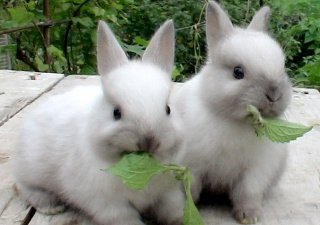 На Кубани продвигают альтернативное животноводство