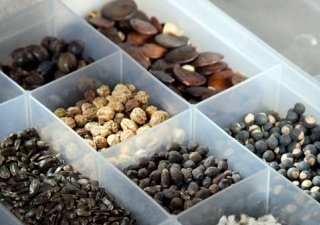 Пока импорт семян по ряду культур превышает 50%