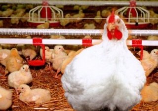 Агропредприятия Мурманской области становятся банкротами