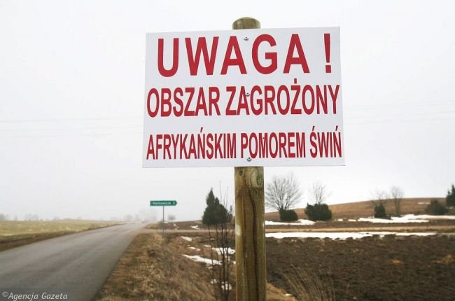В Польше АЧС поразила 8000 свиней