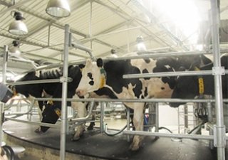 Челябинские фермеры побывали в гостях у датских коллег