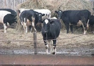 Годовой надой молока в Курганской области составил 69806 тонн