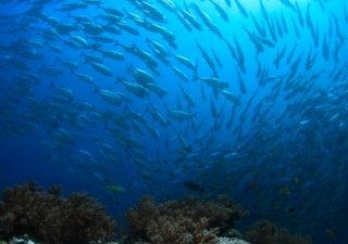 Росрыболовство в стране продолжает развиваться