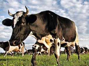 Калининградская область будет развивать экотуризм