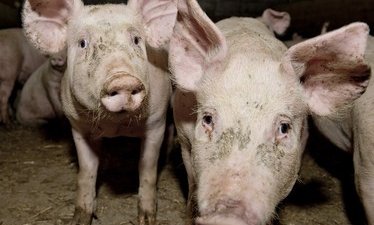 Польские законы усложняют борьбу с АЧС. Экспорт свинины заблокирован