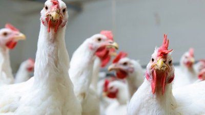 Специалисты из разных стран расскажут, чем кормят сельскохозяйственную птицу