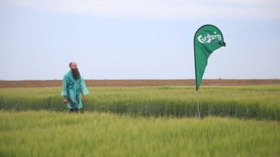 На «Дне поля» Carlsberg Eastern Europe в Тульской области представили инновационный сорт пивоваренного ячменя