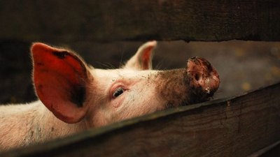 4 новых вспышки АЧС выявлены в Польше