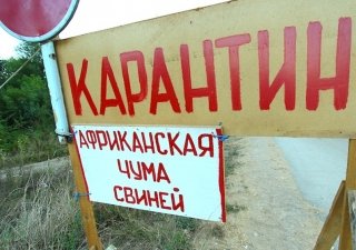 Ситуация с распространением африканской чумы свиней на территории России рассмотрена в Госдуме 