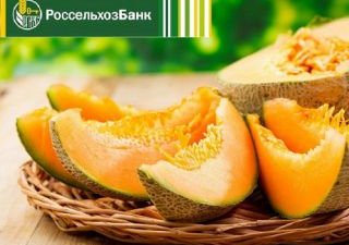 Краснодарский филиал Россельхозбанка оказывает финансовую поддержку бахчеводам края