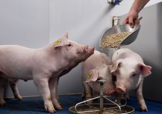 Китайские откормочные площадки начали раскупать урожай пшеницы для свиней и птиц