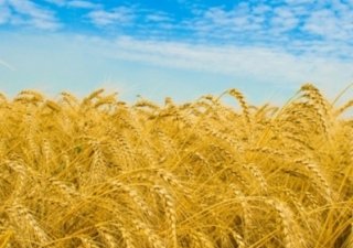 Украина экспортировала уже 23 миллиона тонн зерна