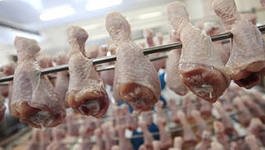 Производство мяса птицы в Украине в 2014 году может вырасти на 10-11% - Союз птицеводов