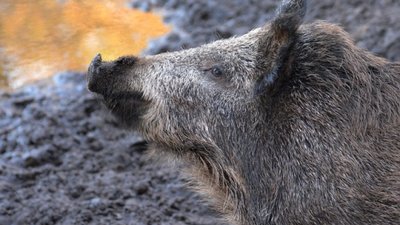 Еврокомиссия увеличила в Польше карантинную зону по АЧС в связи с выявлением новых случаев заболевания