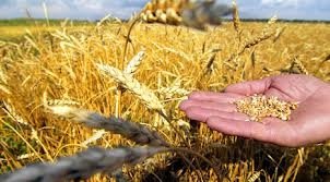 Сибирское зерно станет востребованным на внешнем рынке
