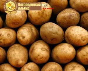 Продовольственный картофель