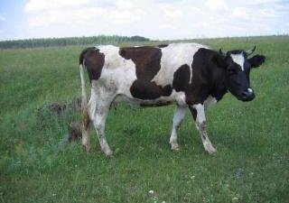 От ужасных условий пали еще 500 голов племенного скота
