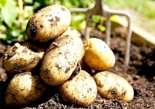 Чеченские овощеводы возделывают картофель по американским методикам