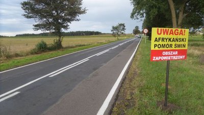 Власти Польши предпочитают уничтожать здоровых свиней из зон АЧС, хотя их выкуп вдвое дешевле