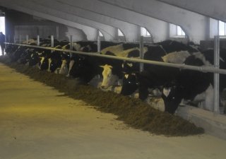 Автоматизированный коровник запущен в Иркутской области