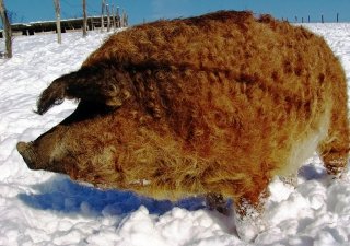 Венгерская мангалица прижилась в Бурятии