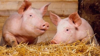 О нарушении ветеринарного законодательства