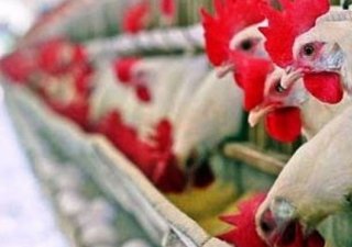 Россия ввела залоговые обязательства для поставщиков украинской птицы
