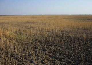Агрострахование с господдержкой