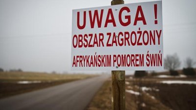 Торговые компании Польши отказываются покупать свинину из зоны АЧС