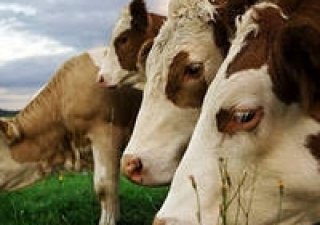 В Англии узаконено потребление мяса туберкулезных животных