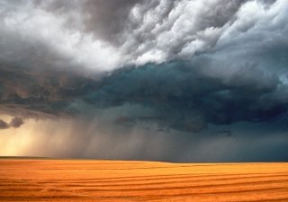 Из-за гибели сельхозкультур в результате дождей в Брянской области был введен режим ЧС