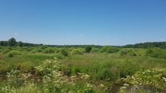 Сельхозпотенциал утрачен, новые возможности использования не сформированы. Ученые изучили заброшенные болота в Центральной России