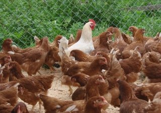 Поголовье птиц на Ставрополье выросло на 26%