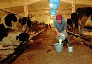 В Томской области возведут ферму на 2500 голов скота