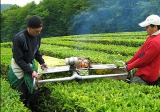 Краснодарский чай вырос на субсидиях