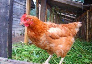 «Универсальная» курица выведена в Германии