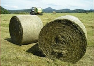 Заготовка кормов ведется якутскими хозяйствами