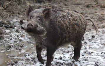 Польские фермеры требуют полного уничтожения кабанов в зонах АЧС