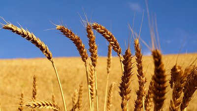 IV Международный Форум Global Grain Russian South