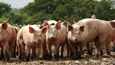 Польша: Из находящихся под угрозой АЧС зон выкупят до 600 тысяч свиней
