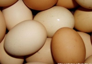 Украинские яйца – конкуренция немецким производителям