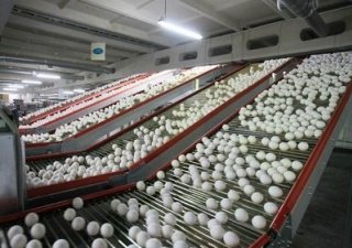 Численность несушек на пензенских птицефабриках падает
