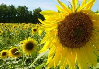 Сельхозпроизводители Калмыкии начали уборку риса и подсолнечника