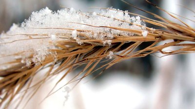 Специалисты оценили состояние озимых на Ставрополье