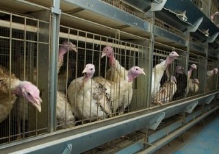 АПК Ставрополья вытянет наука и практика