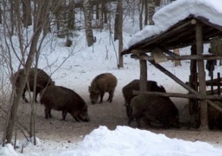 Сахалинским предприятиям ЛПК будут возвращать часть затрат