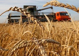 Российские производители зерна не намерены продавать свою продукцию на экспорт и в интервенционный фонд
